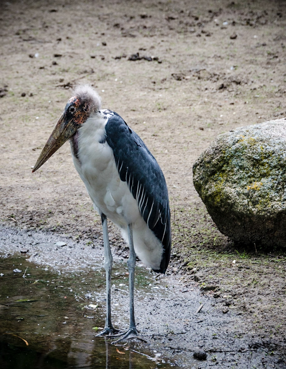 Photo by Rien Janssen (www.rienjanssen.com)