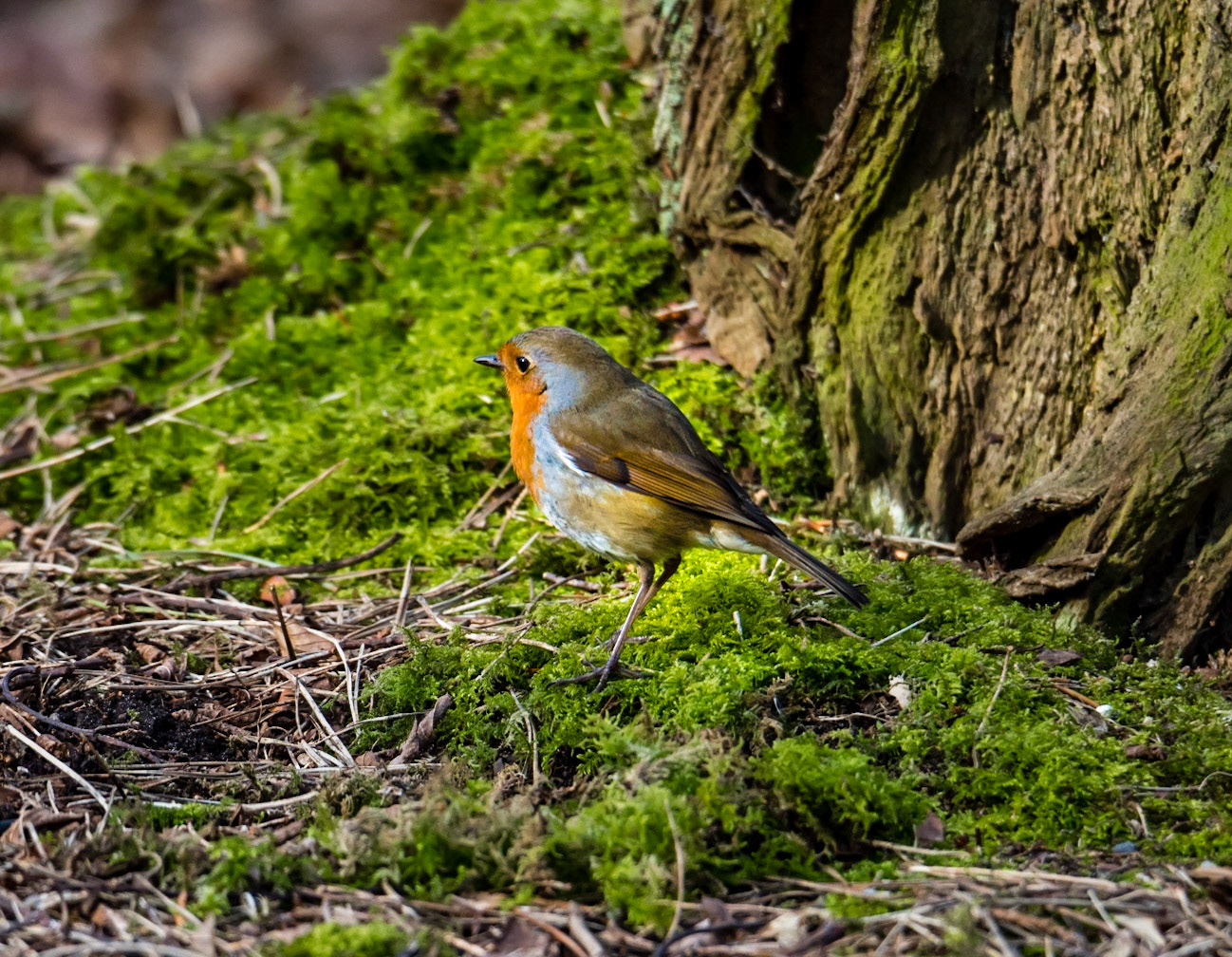 Photo by Rien Janssen (www.rienjanssen.com)