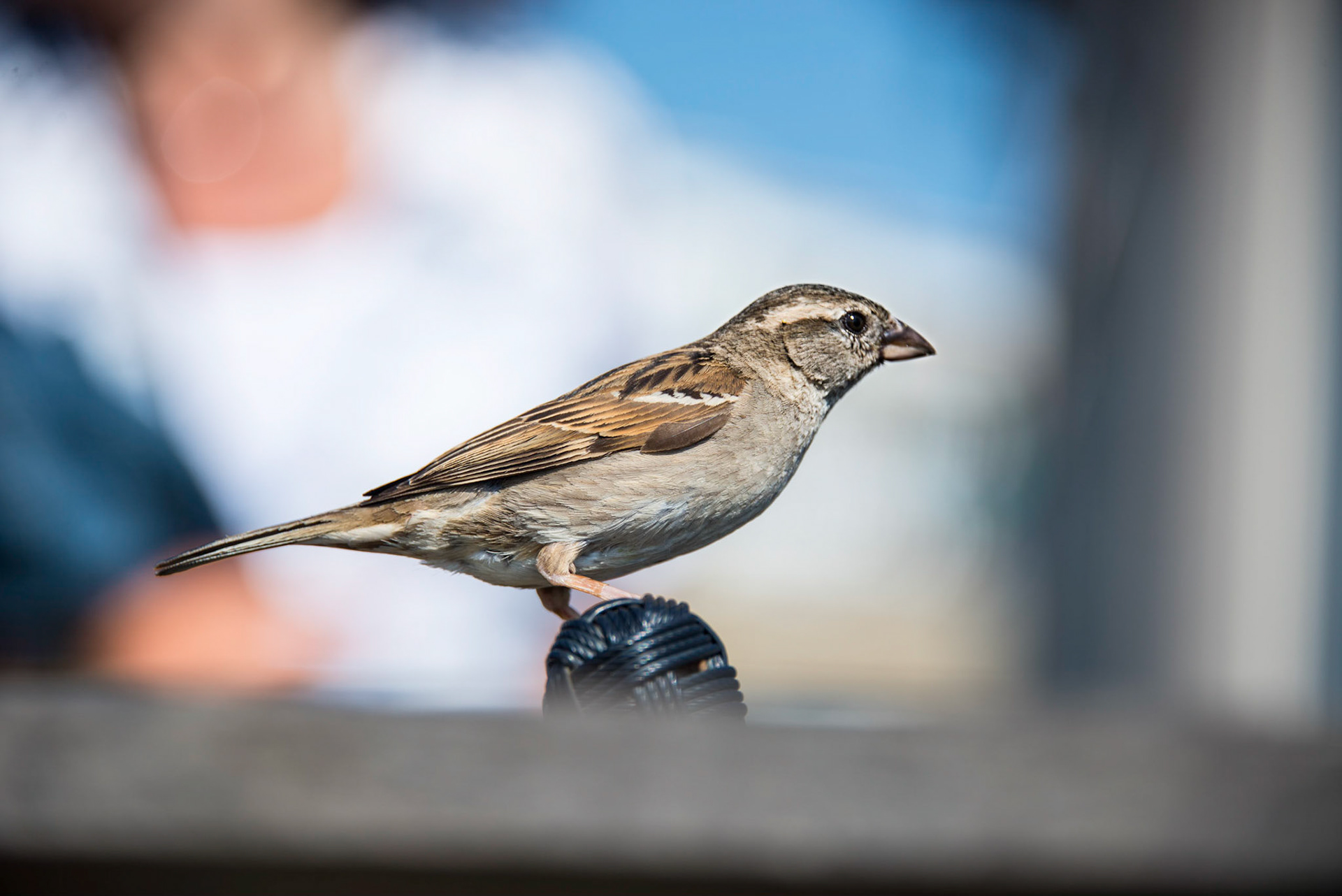 Photo by Rien Janssen (www.rienjanssen.com)
