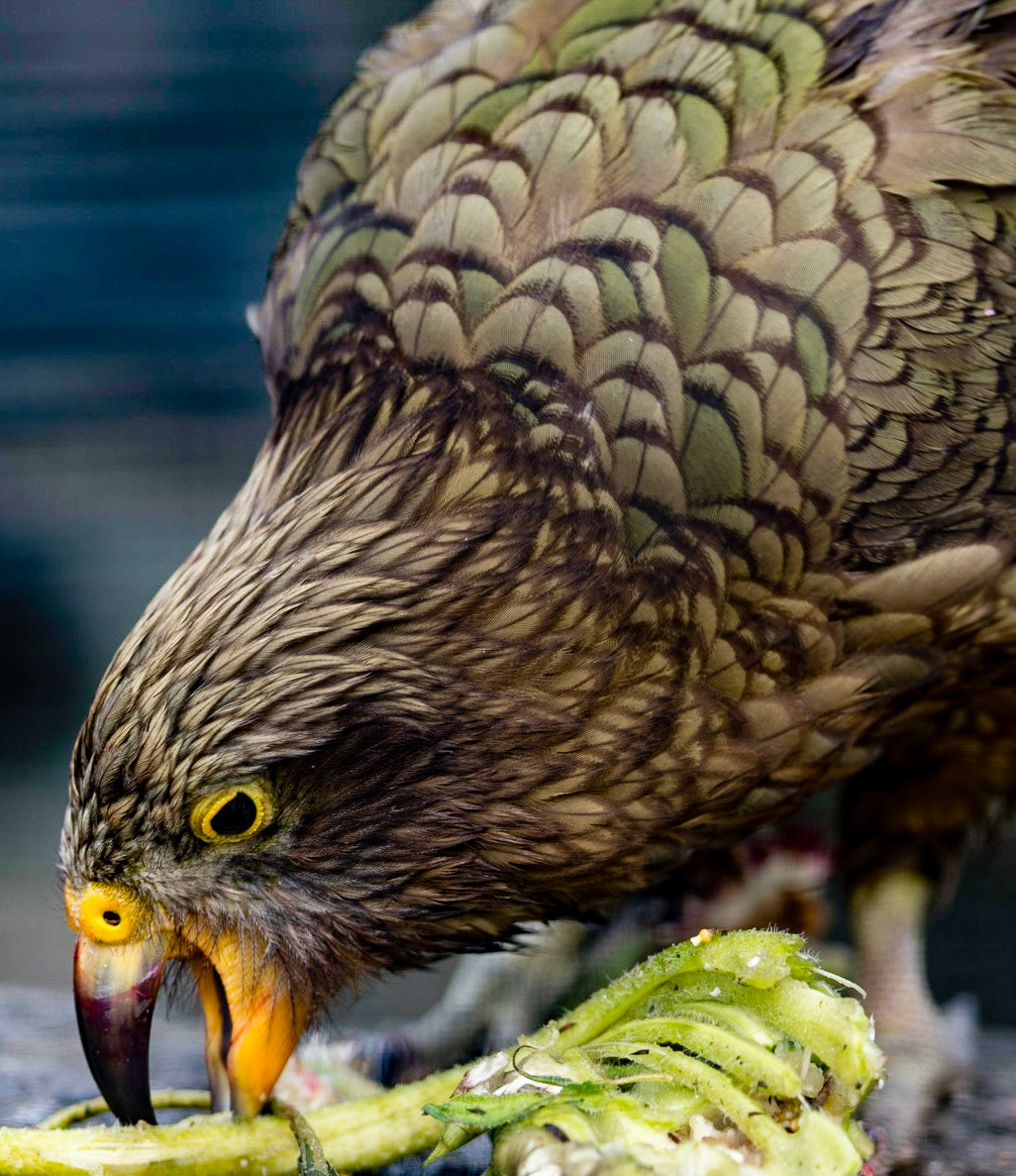 Photo by Rien Janssen (www.rienjanssen.com)