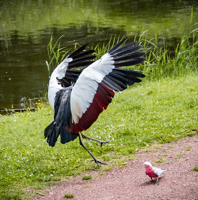 west african crowned crane or Balearica pavonina