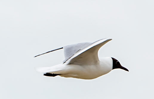 Photo by Rien Janssen (www.rienjanssen.com)