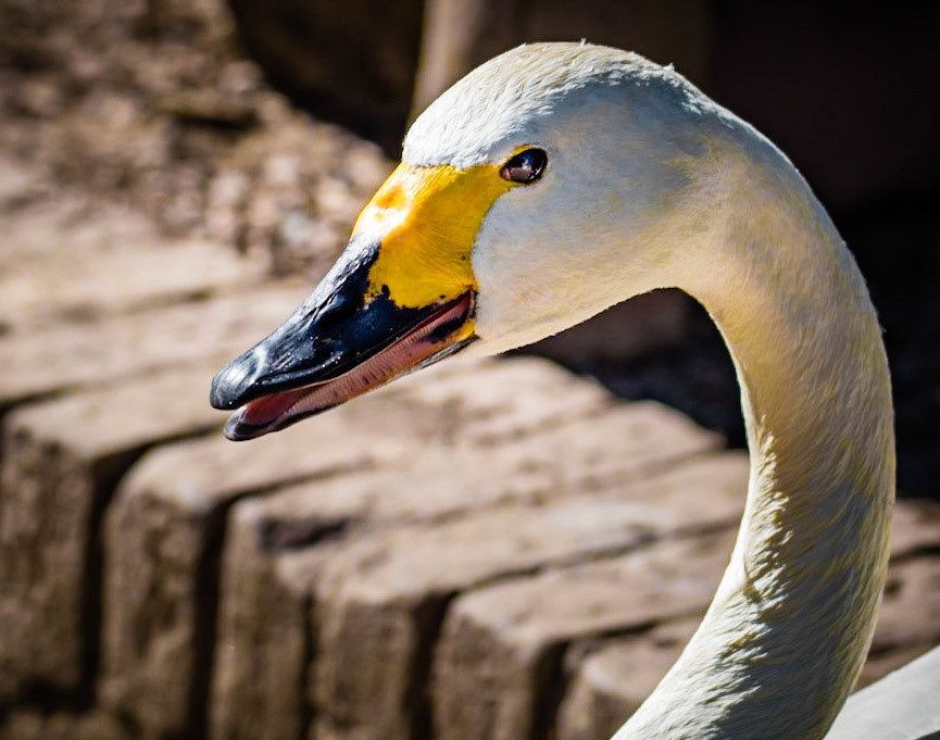 Photo by Rien Janssen (www.rienjanssen.com)