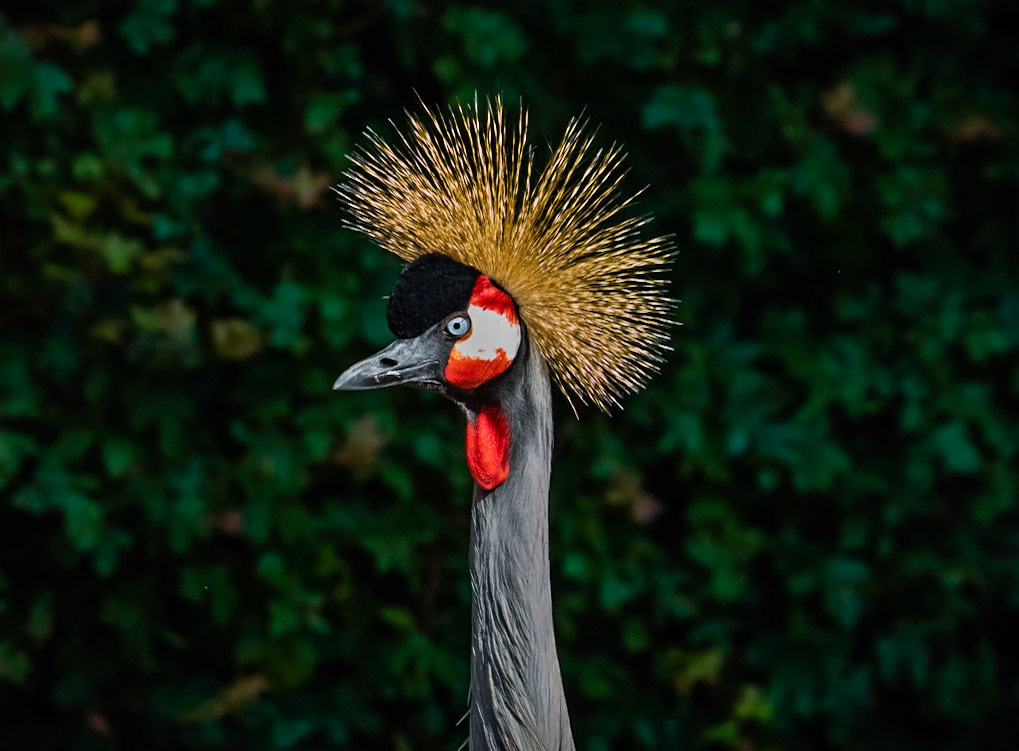 west african crowned crane or Balearica pavonina