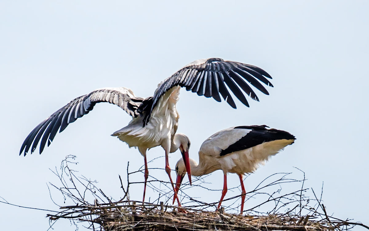 Photo by Rien Janssen (www.rienjanssen.com)