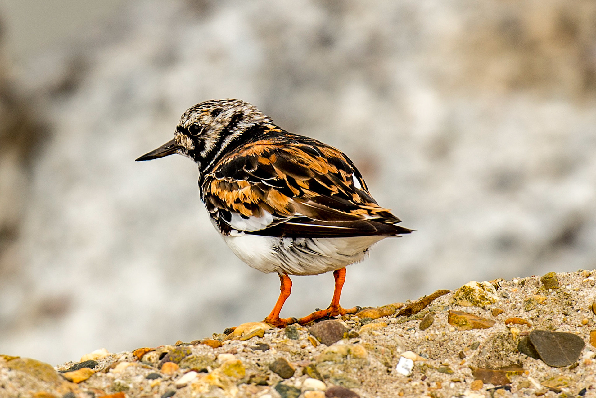 Photo by Rien Janssen (www.rienjanssen.com)