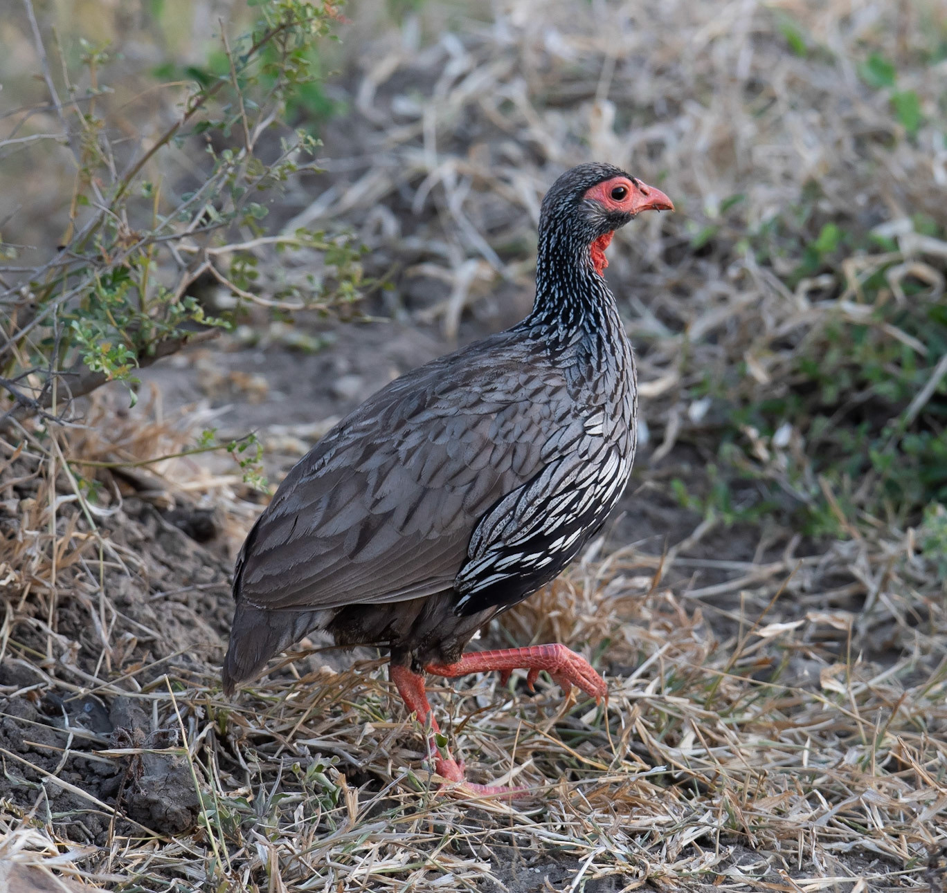 Photo by Rien Janssen (www.rienjanssen.com)