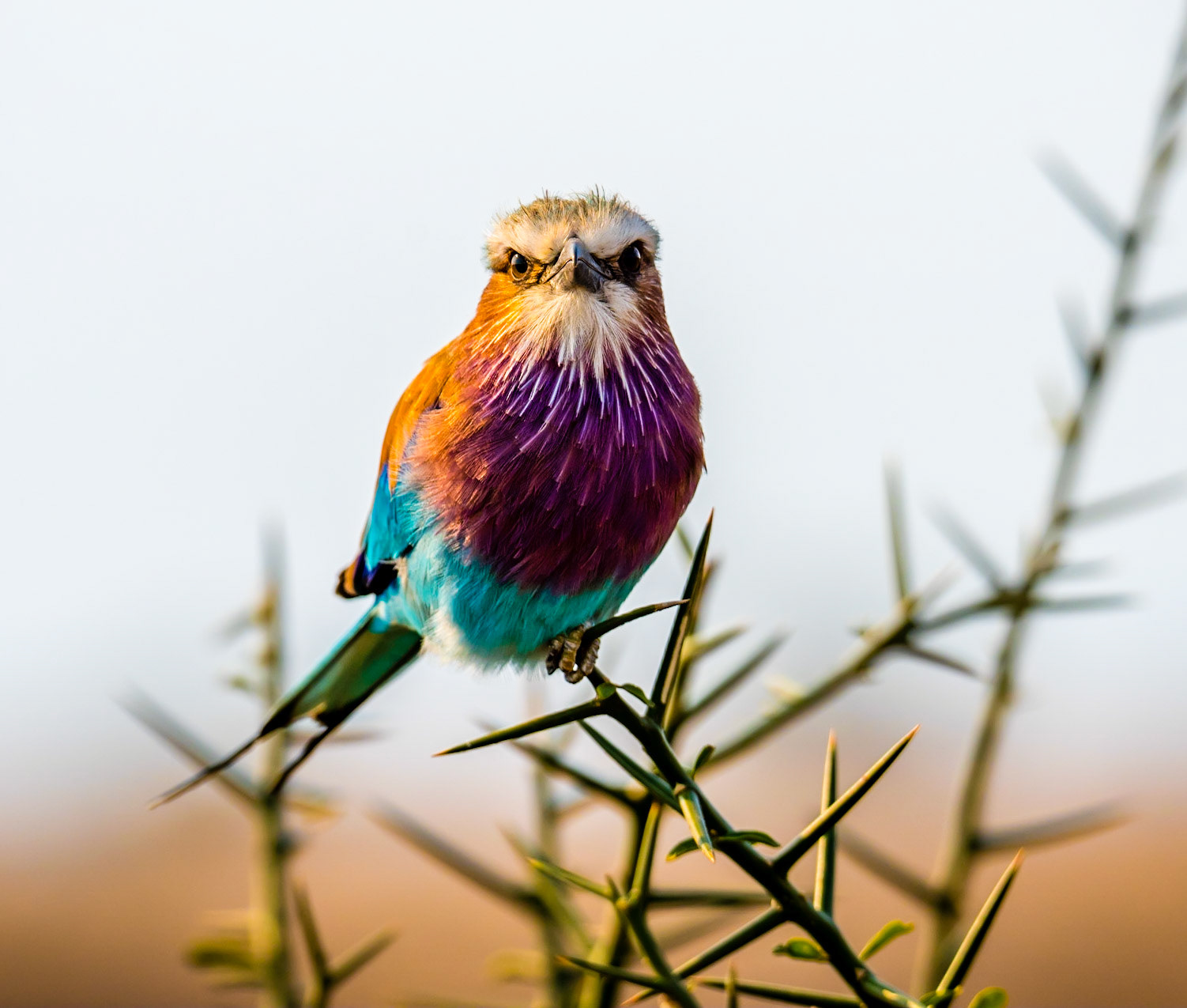 close up capture of a lilac-breasted roller or Coracias caudatus against a light background in Africa on a safari