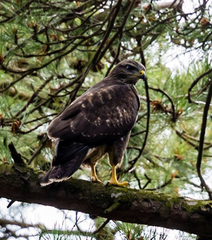 Photo by Rien Janssen (www.rienjanssen.com)