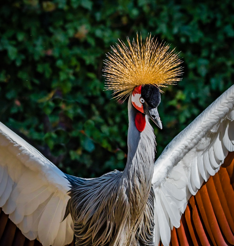west african crowned crane or Balearica pavonina