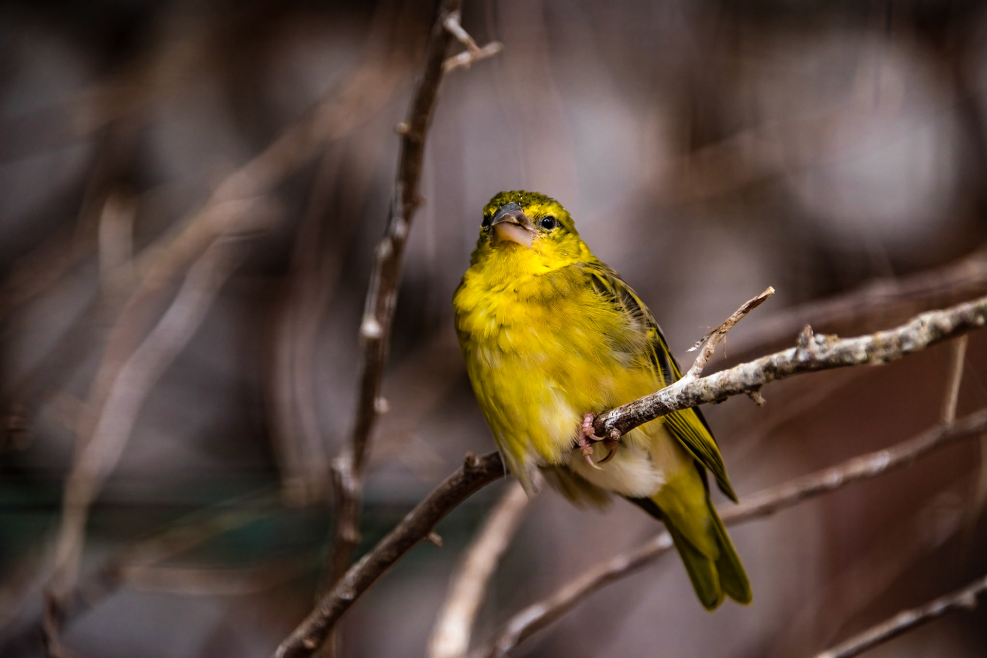 Photo by Rien Janssen (www.rienjanssen.com)