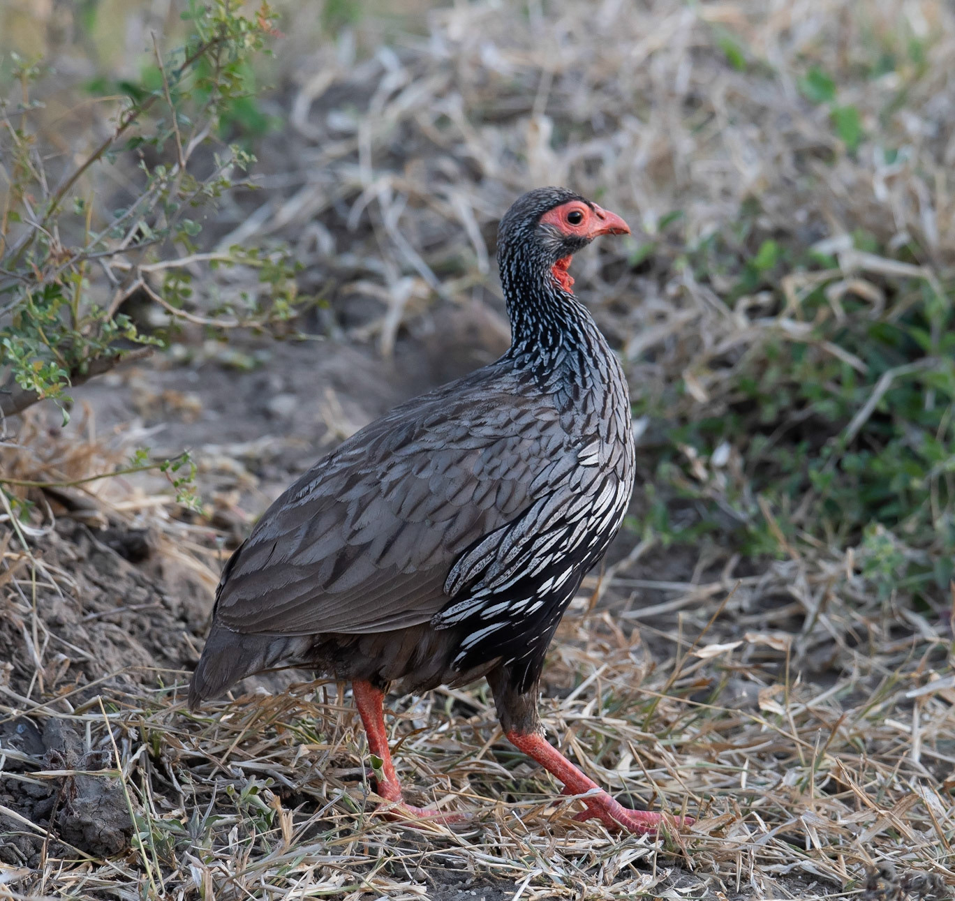 Photo by Rien Janssen (www.rienjanssen.com)
