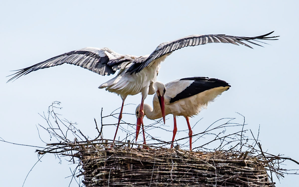 Photo by Rien Janssen (www.rienjanssen.com)