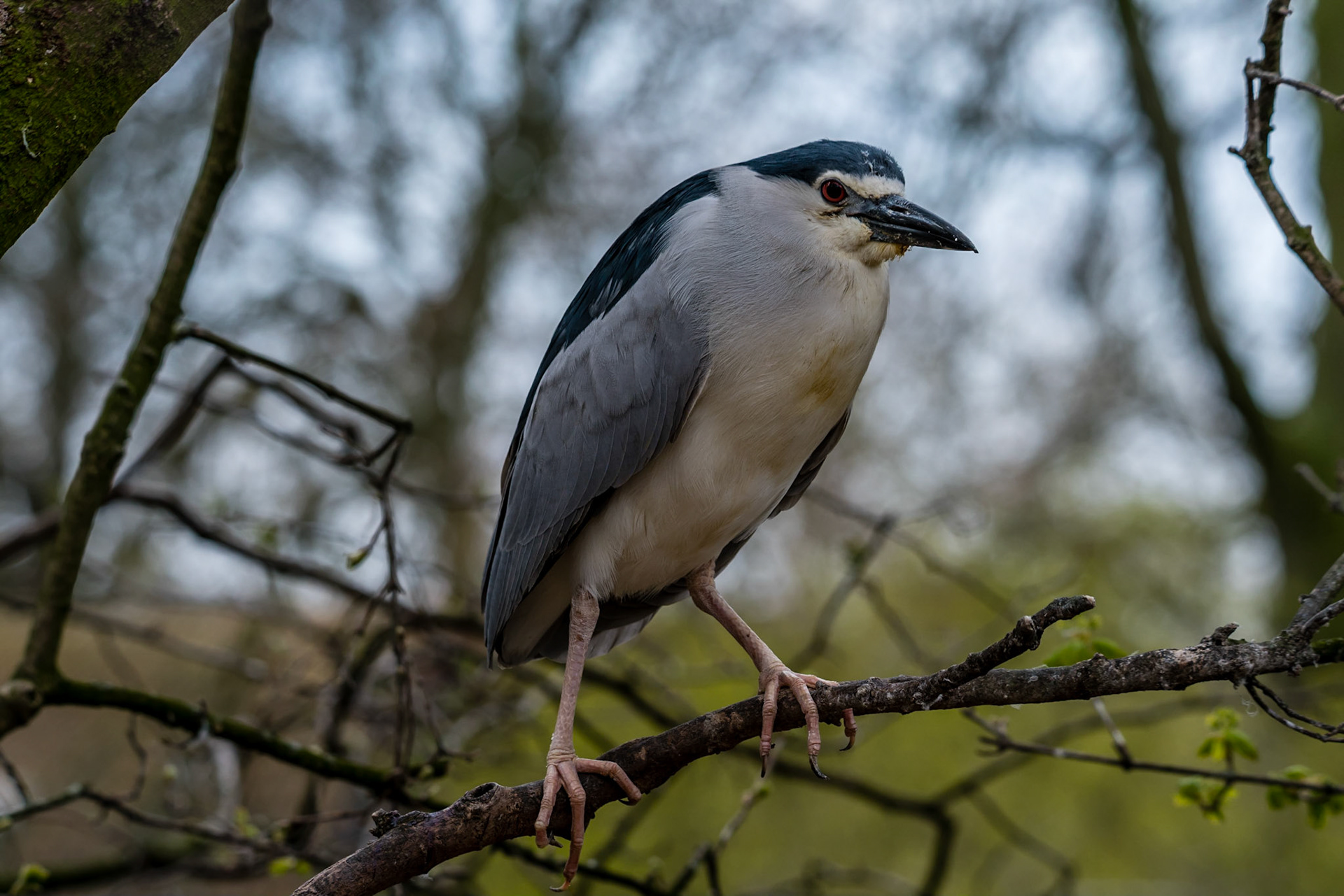 Photo by Rien Janssen (www.rienjanssen.com)