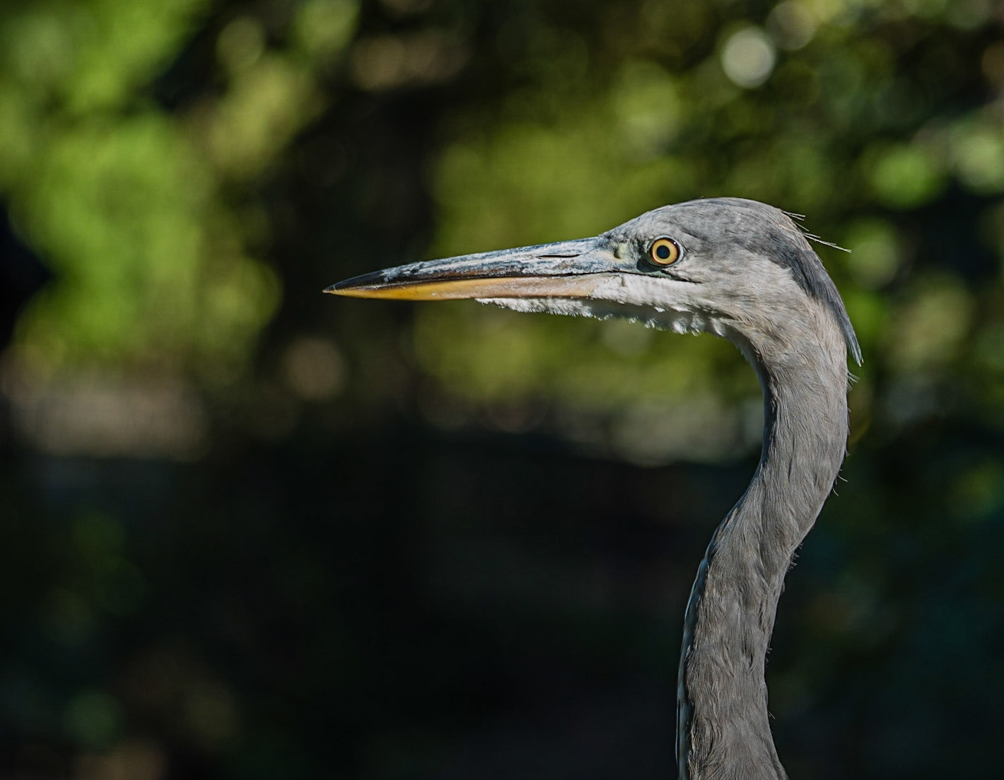 Great blue heron  or Ardea herodias against green leafs background in the  sun
