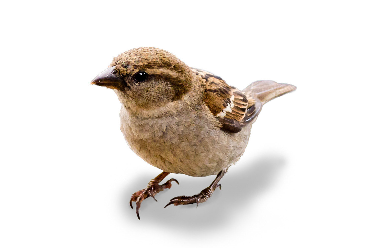 Photo by Rien Janssen (www.rienjanssen.com)