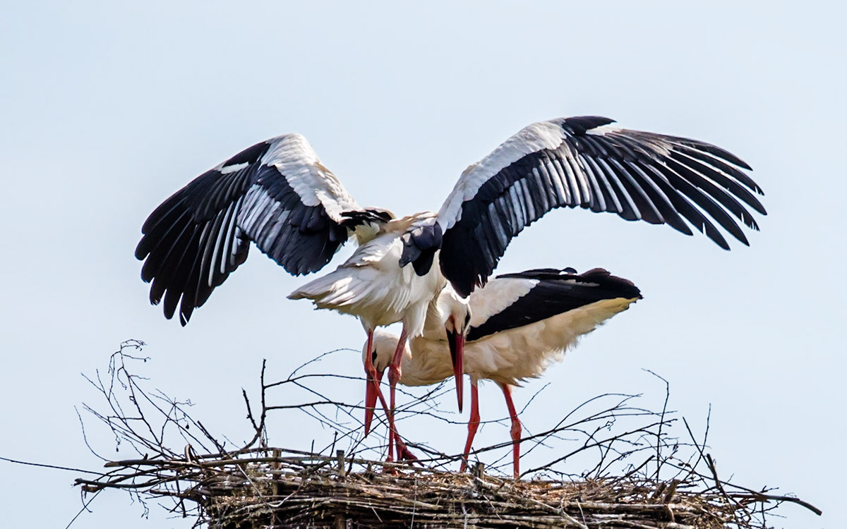 Photo by Rien Janssen (www.rienjanssen.com)