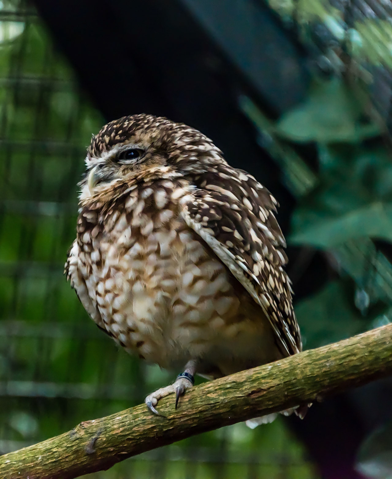 Photo by Rien Janssen (www.rienjanssen.com)