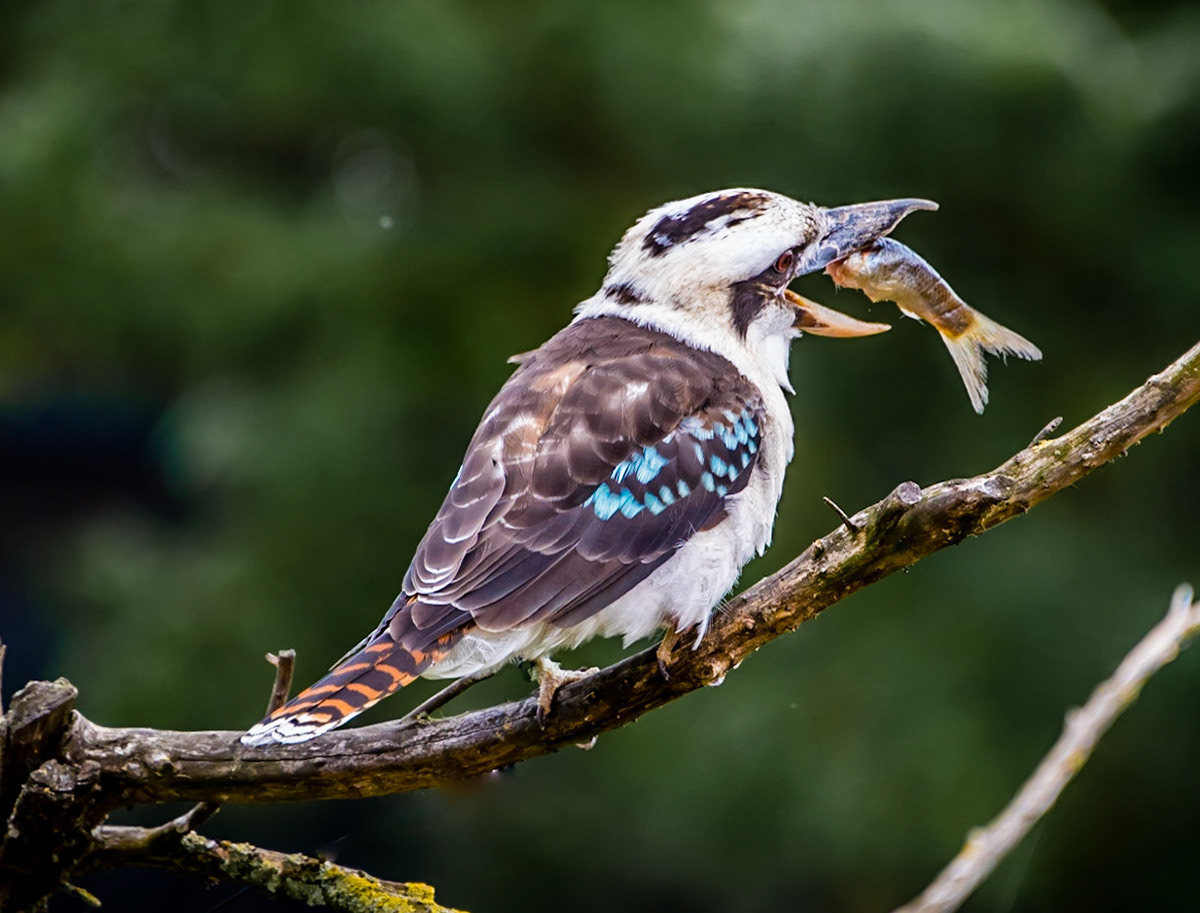 kookaburra birds from australia sitting on a branch in the bush eating fish