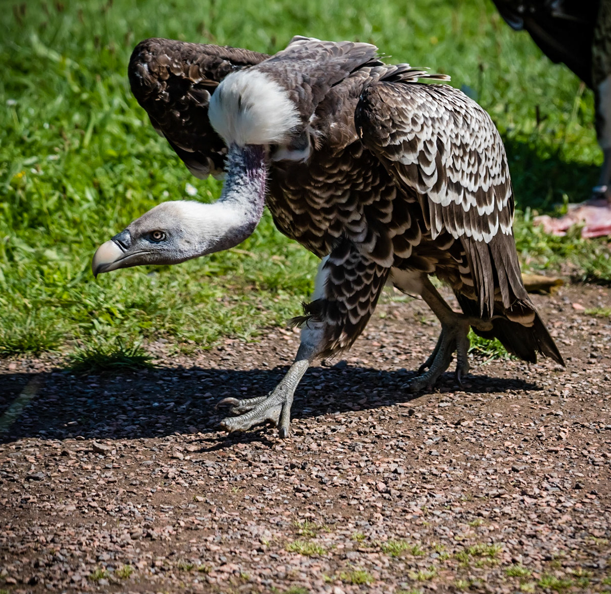 Photo by Rien Janssen (www.rienjanssen.com)