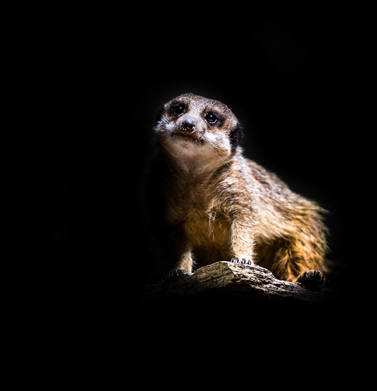 Photo by Rien Janssen (www.rienjanssen.com)