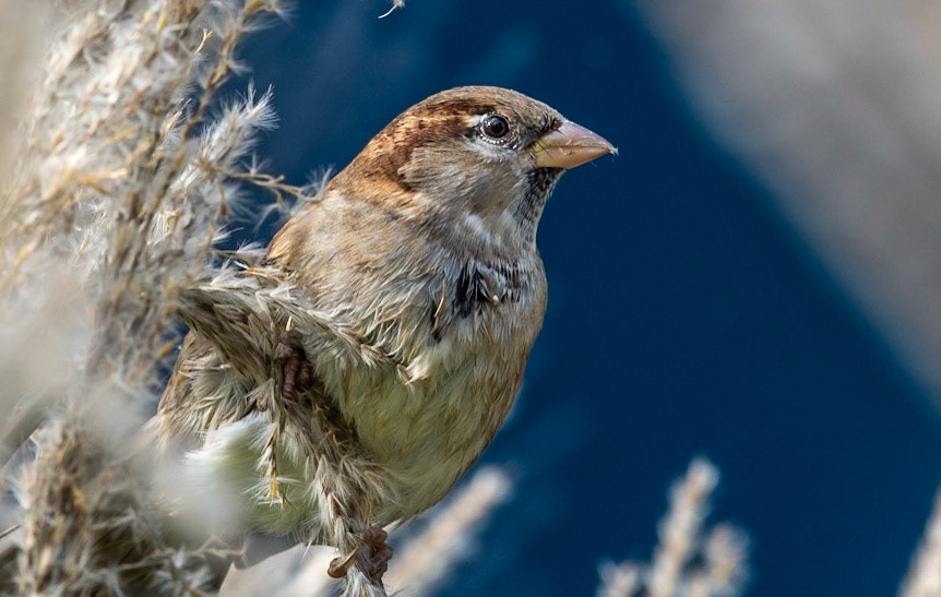 Photo by Rien Janssen (www.rienjanssen.com)