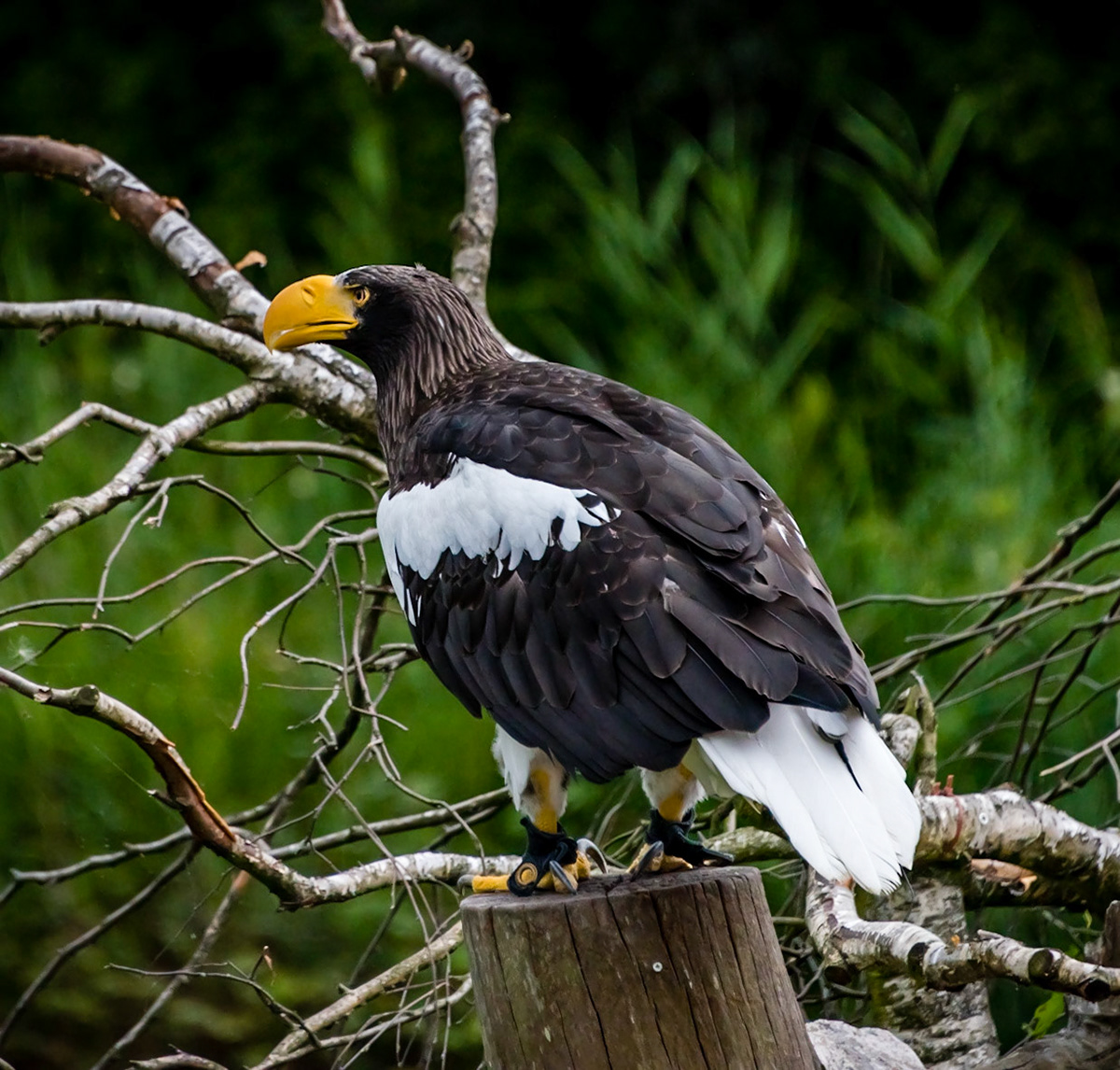 Photo by Rien Janssen (www.rienjanssen.com)