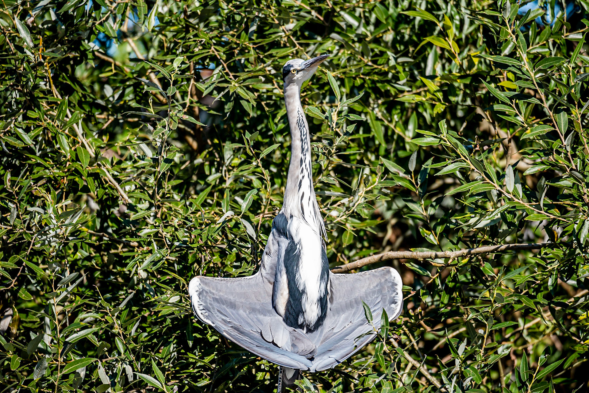 unique picture of a sunbathing Great blue heron or Ardea herodias folding its wings to collect sunlight and warmth drying up against a green fleaf background