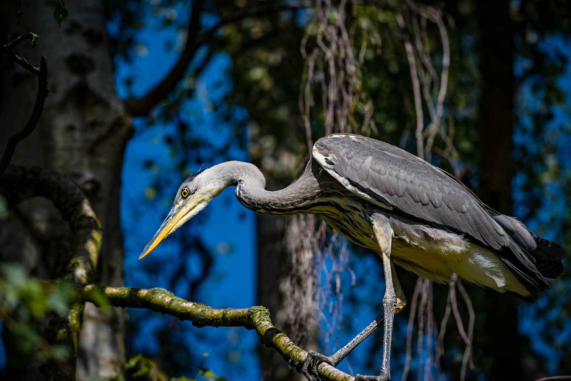 Fishing and hunting Great blue heron  or Ardea herodias sitting in a  in a tree against a bleu sky and green leafs