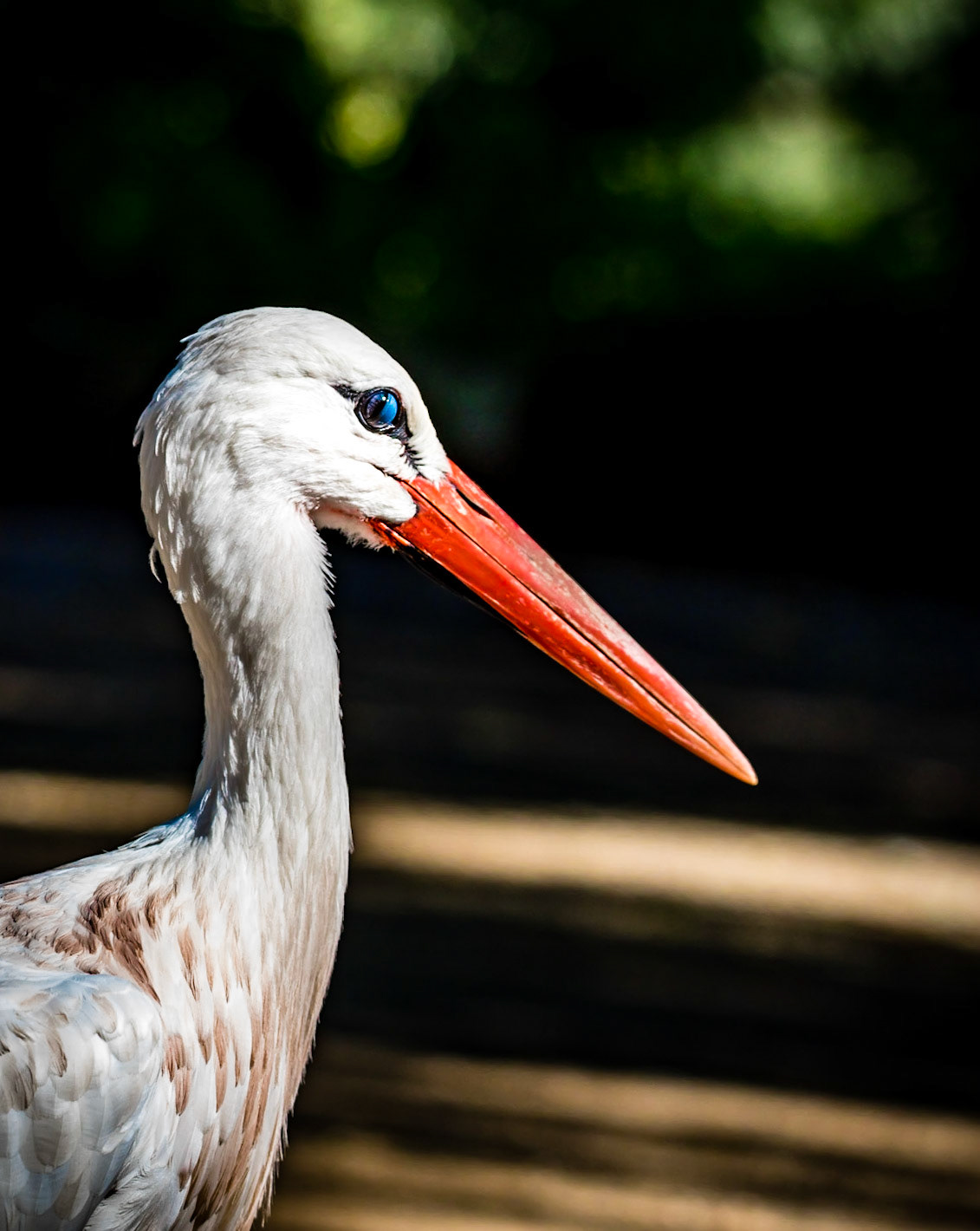 Photo by Rien Janssen (www.rienjanssen.com)