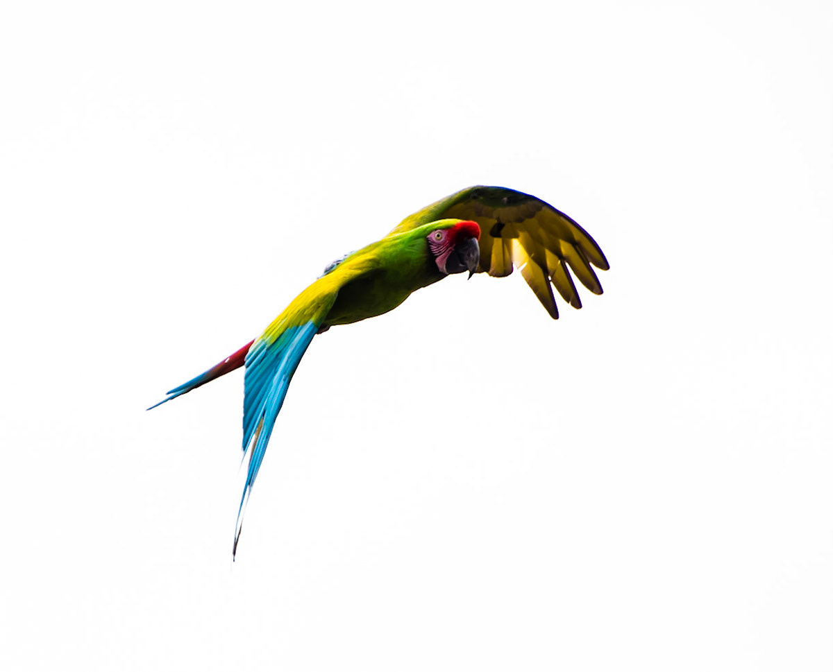 Photo by Rien Janssen (www.rienjanssen.com)