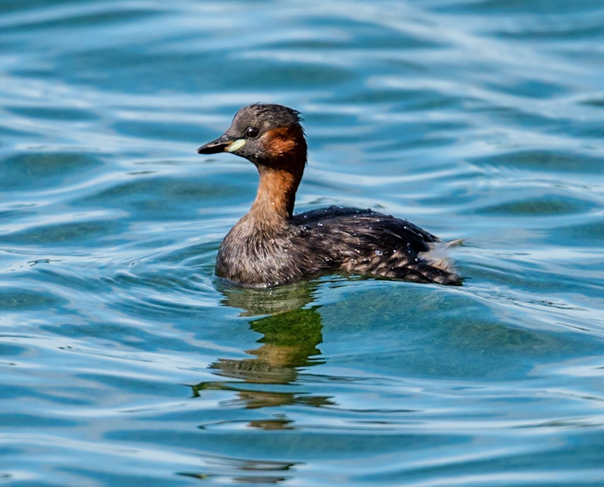 Photo by Rien Janssen (www.rienjanssen.com)