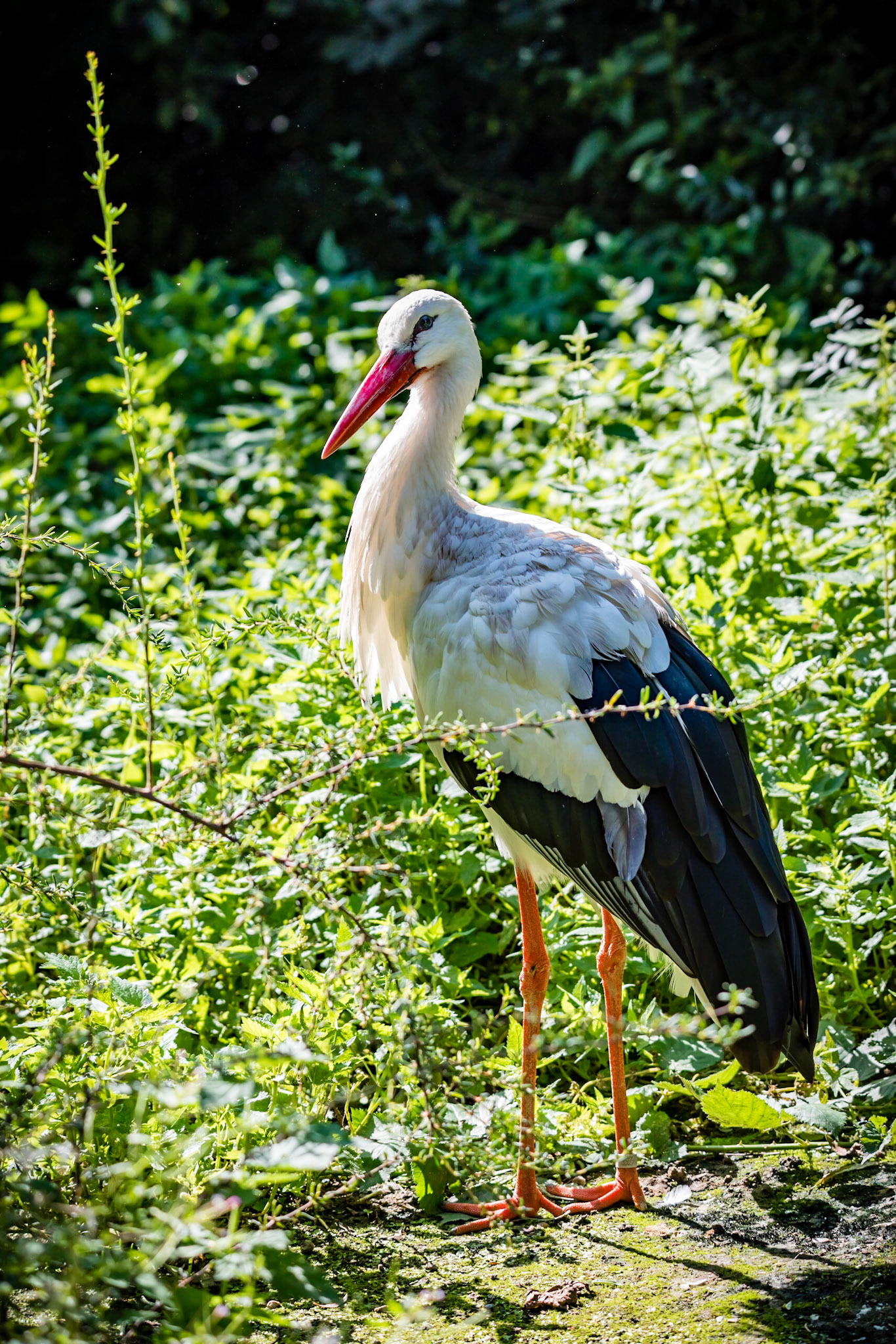 Photo by Rien Janssen (www.rienjanssen.com)