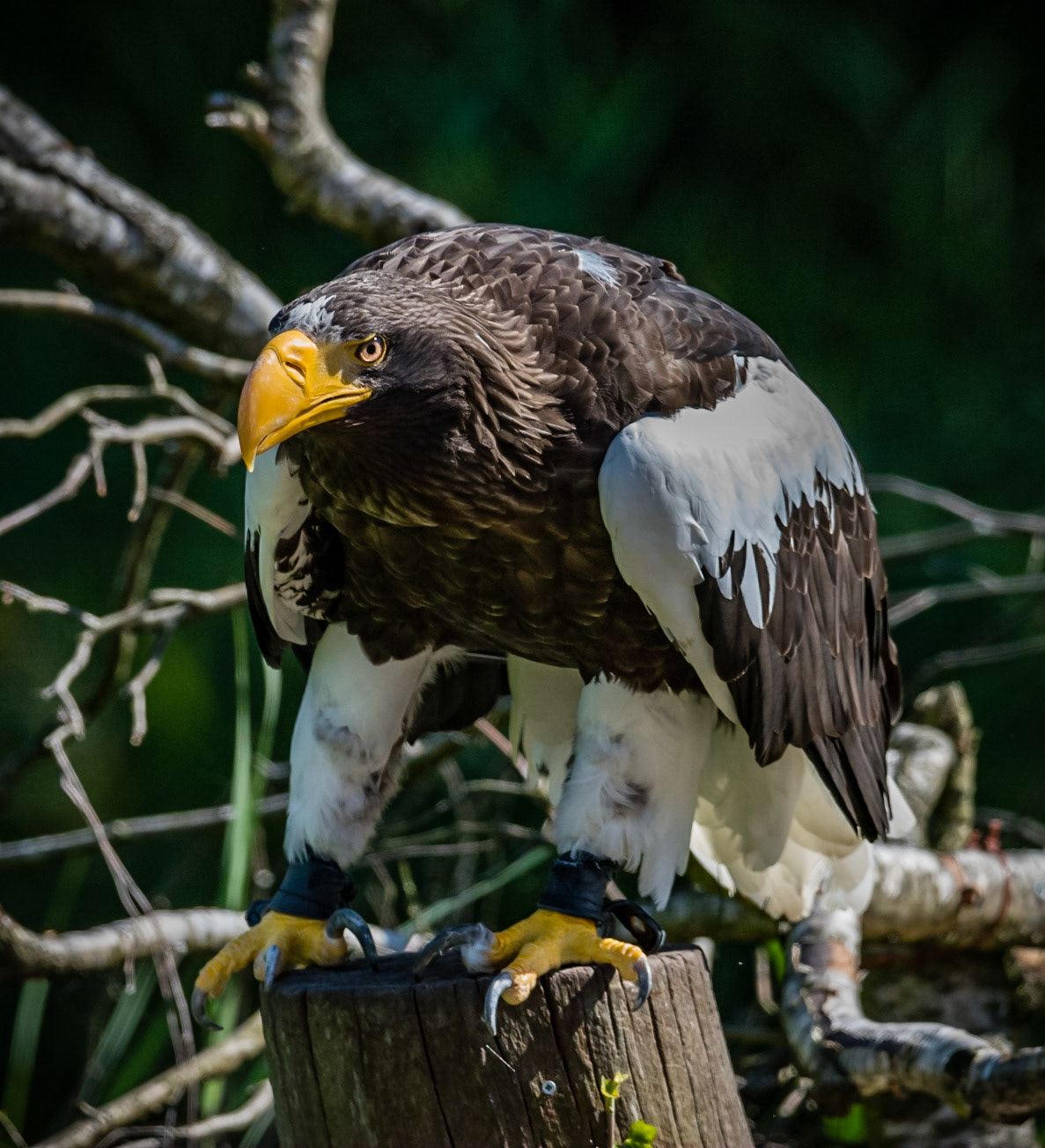 Photo by Rien Janssen (www.rienjanssen.com)