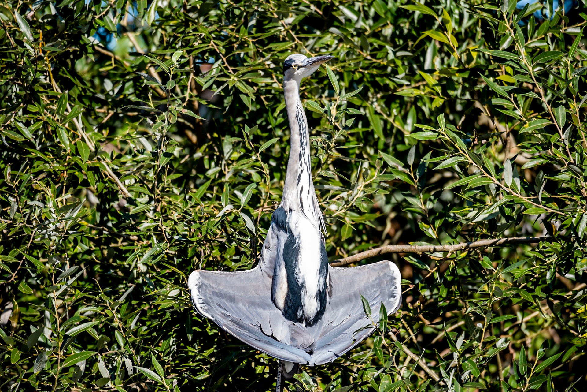 Unique picture of a Great blue heron  or Ardea herodias folding the wings to catch sun warmth to dry and warm up against a background of green leafs