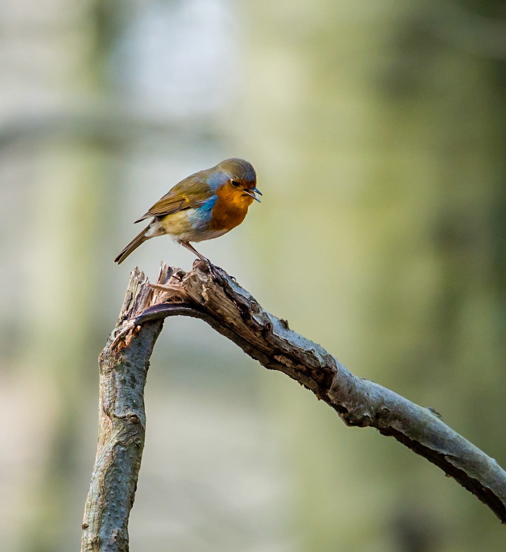 Photo by Rien Janssen (www.rienjanssen.com)