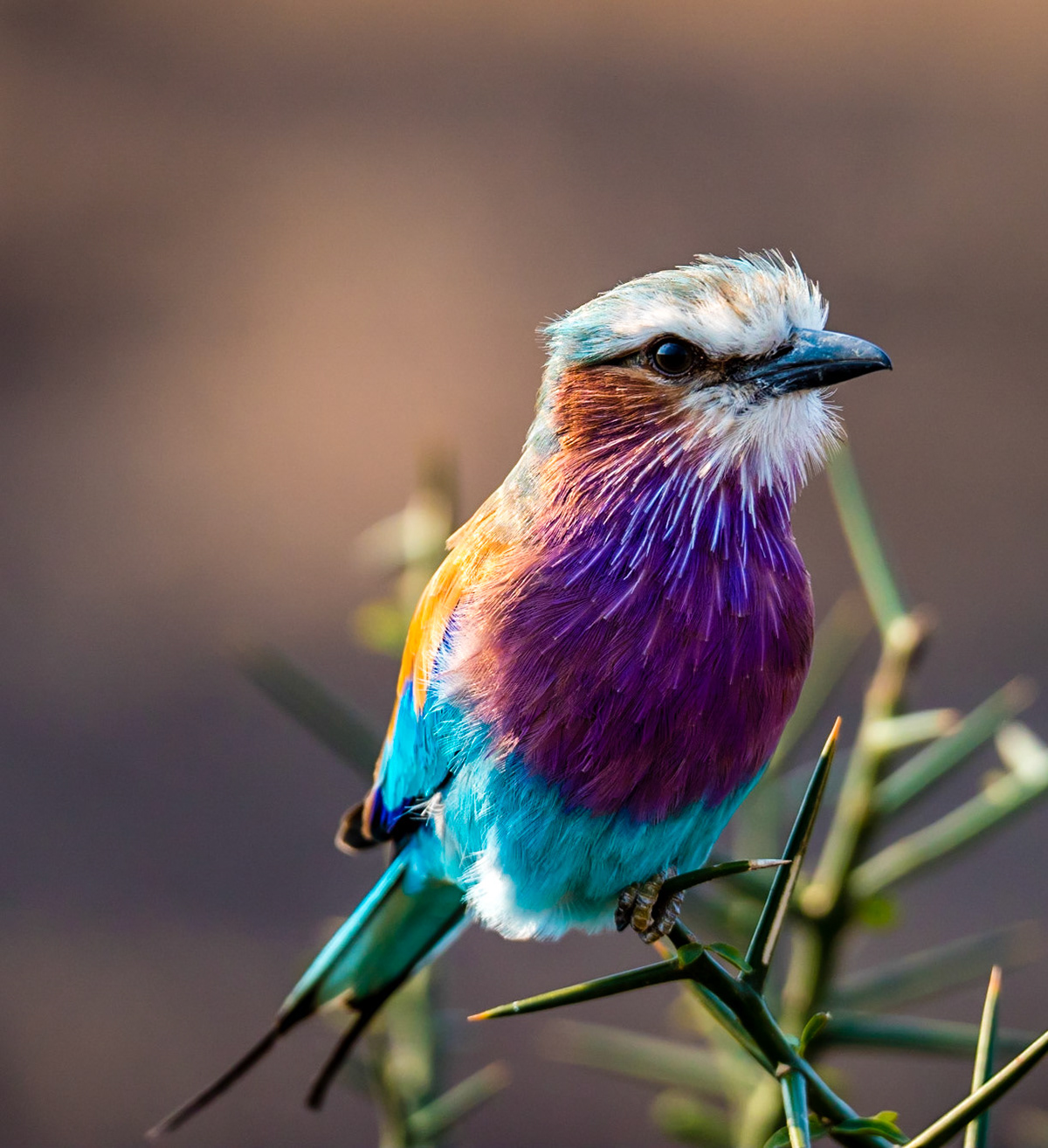 close up capture of a lilac-breasted roller or Coracias caudatus against a darker background in Africa on a safari