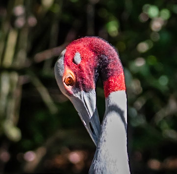 Photo by Rien Janssen (www.rienjanssen.com)