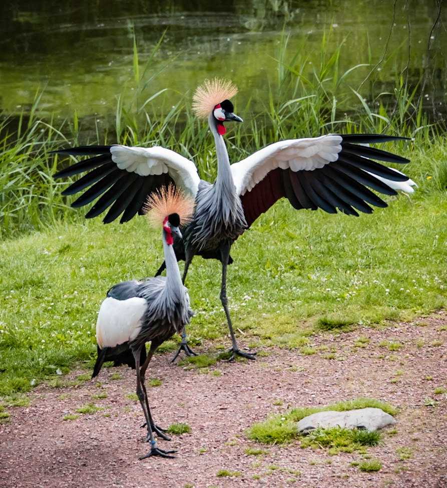 west african crowned crane or Balearica pavonina