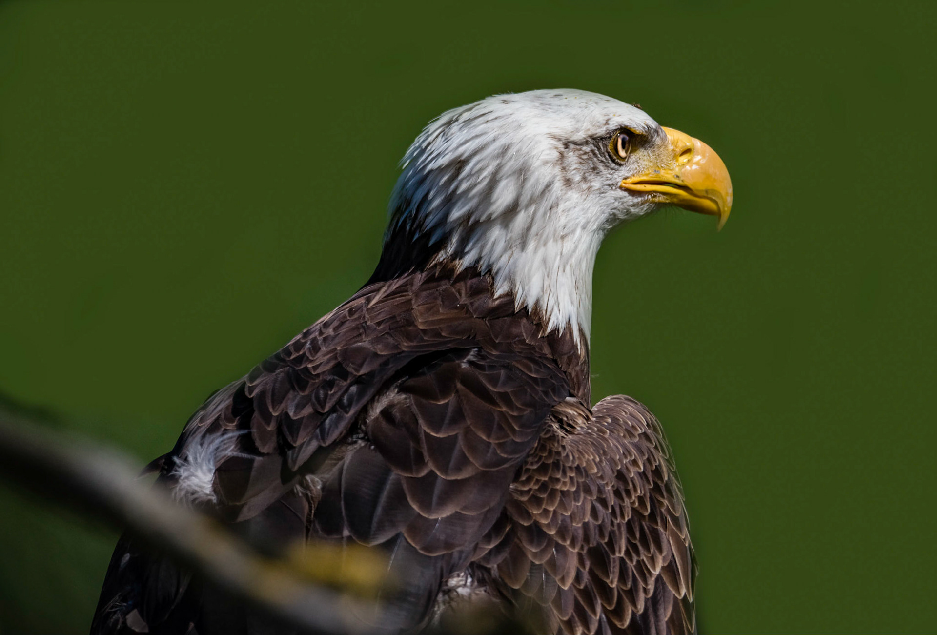 Photo by Rien Janssen (www.rienjanssen.com)