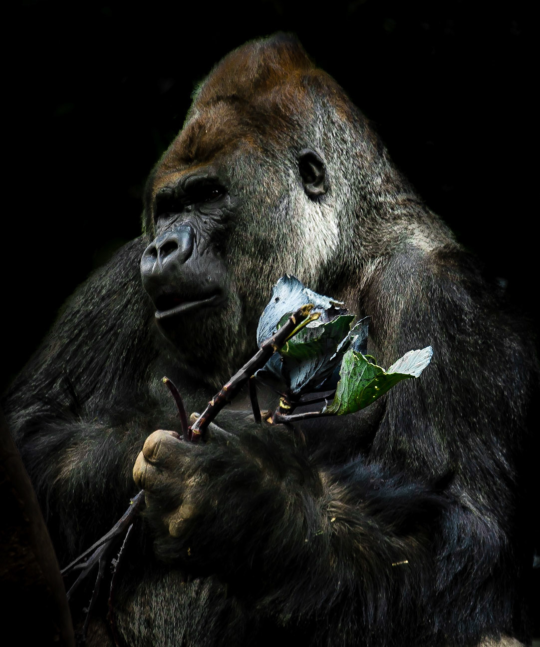 Photo by Rien Janssen (www.rienjanssen.com)
