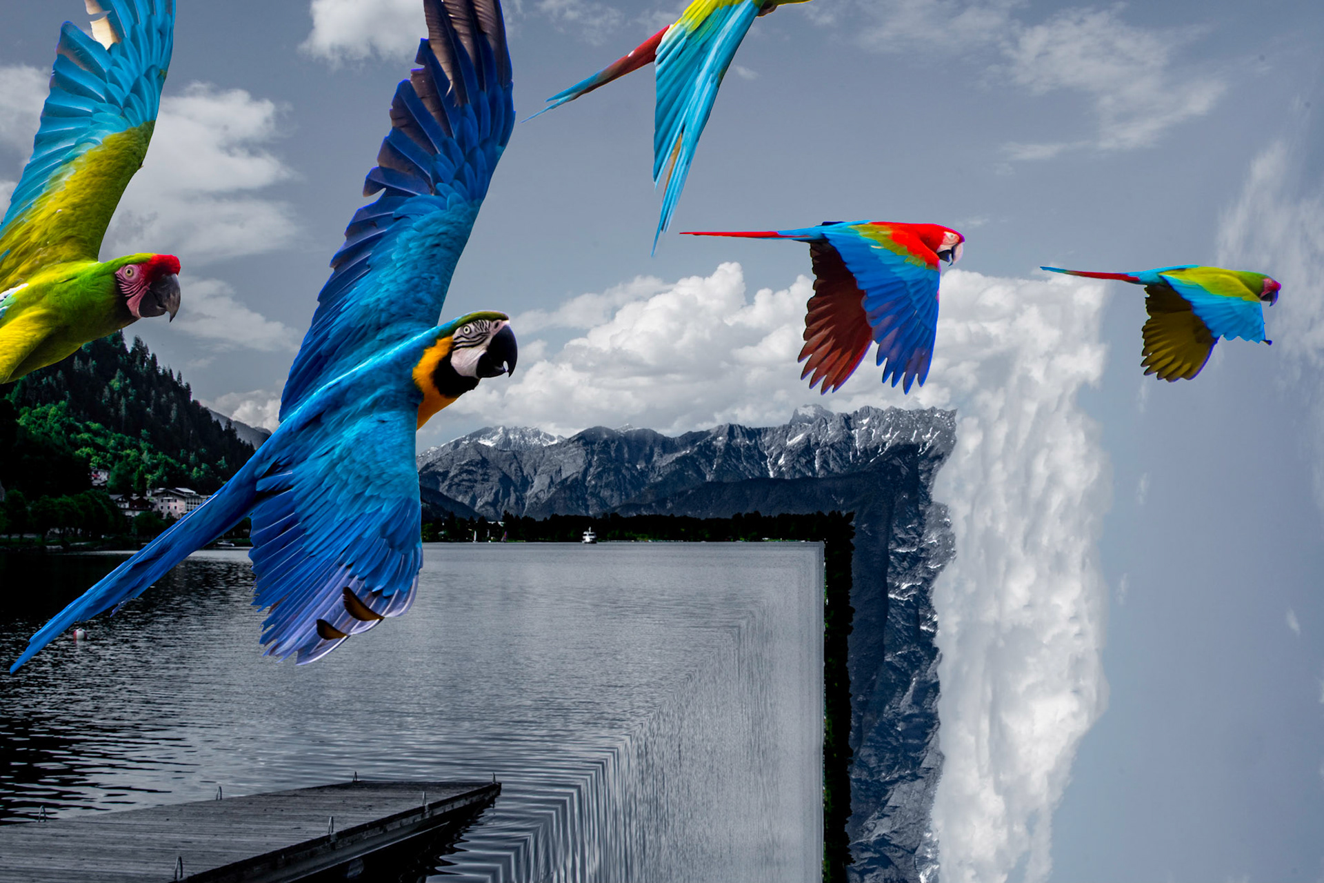 Composite of parrots (aras) flying over square lake with boat ramp looking into the camera on a sunny day.