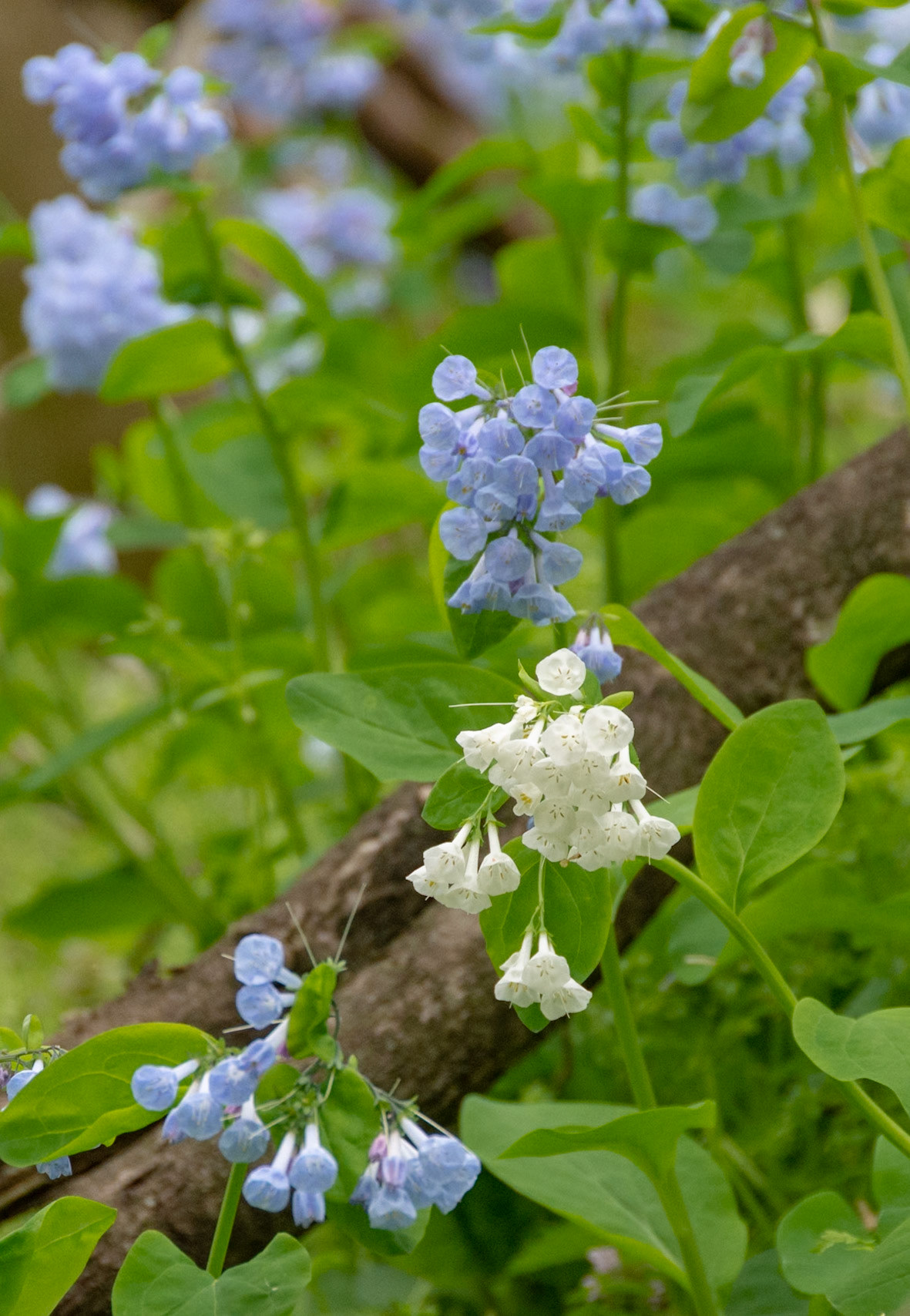 White Bluebells
