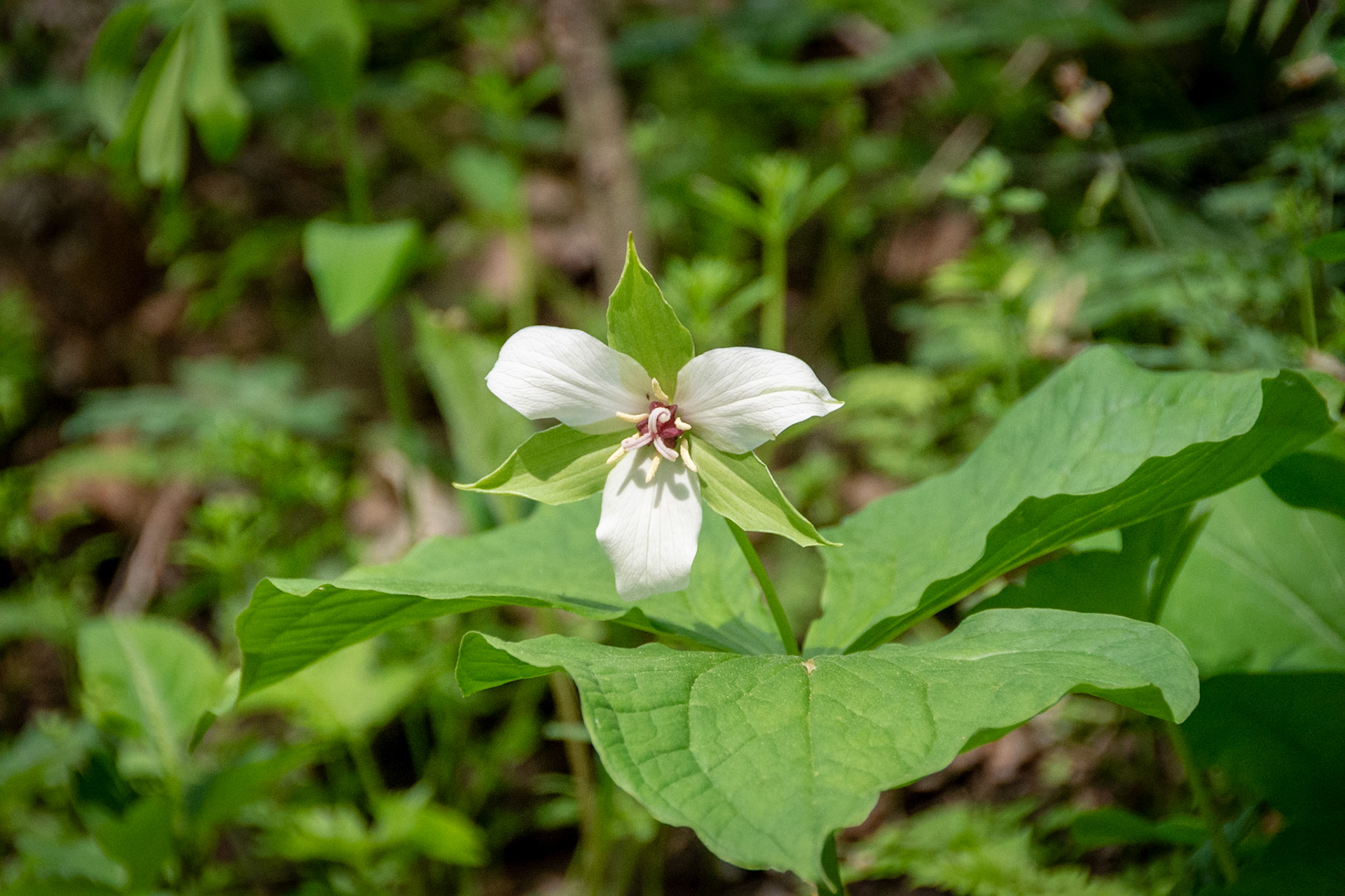 White Trillium