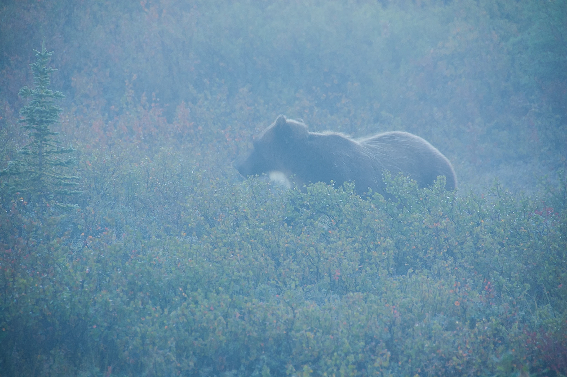 Bear in Denali park