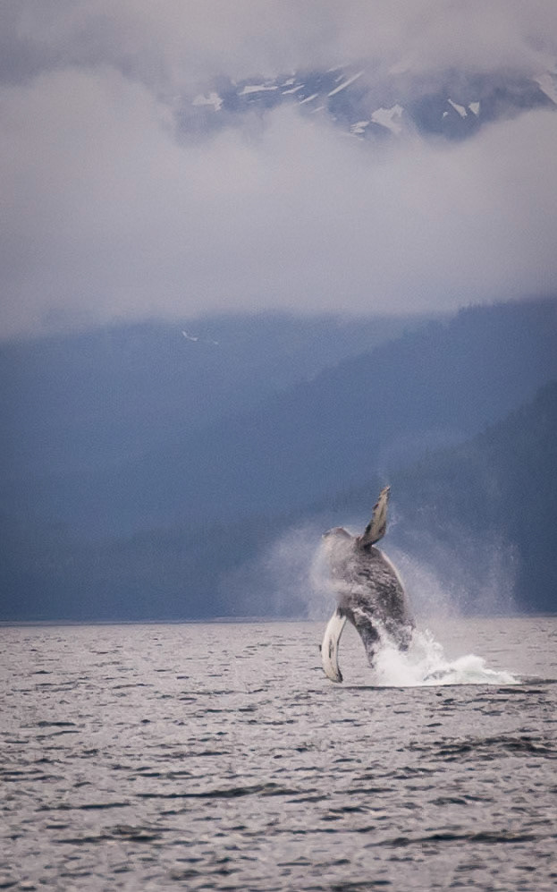 Tom's Land and Sea Safari-photography workshop