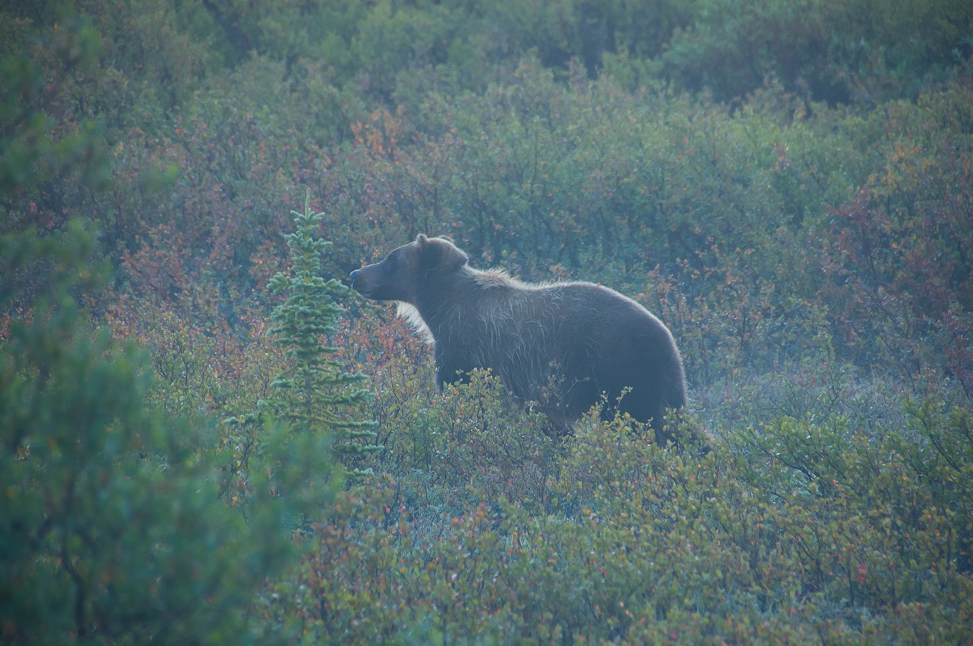 Bear in Denali park