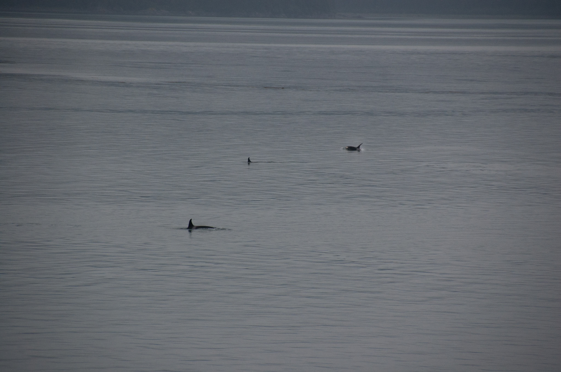 Killer whale pod swimming near the ship