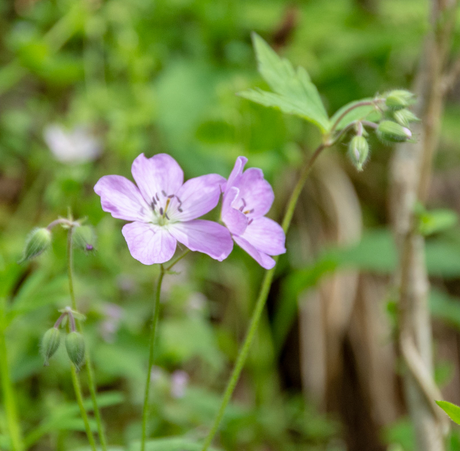 Wild Geranium