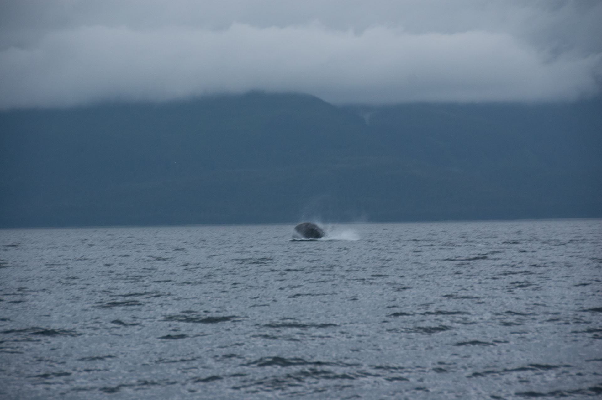 Tom's Land and Sea Safari-photography workshop